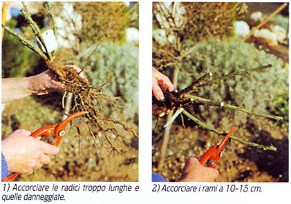 consigli_rosai01 consigli_rosai01