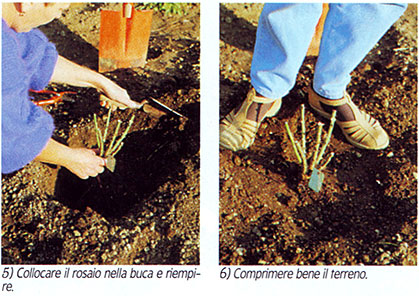 consigli_rosai03 consigli_rosai03