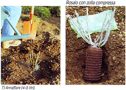 consigli_rosai04 consigli_rosai04