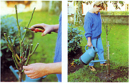 consigli_rosai06 consigli_rosai06