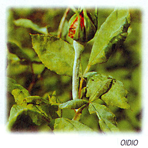 consigli_rosai09 consigli_rosai09