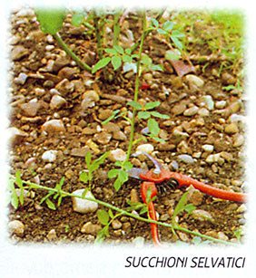 consigli_rosai10 consigli_rosai10