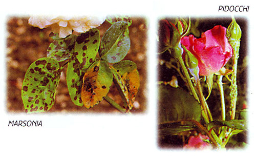 consigli_rosai11 consigli_rosai11